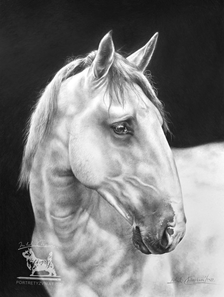 Výukový sešit č. 12 - Starokladrubský bělouš