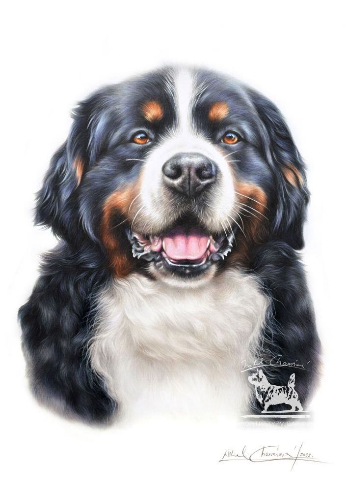 Výukový sešit č. 13 - Bernský salašnický pes - Master class