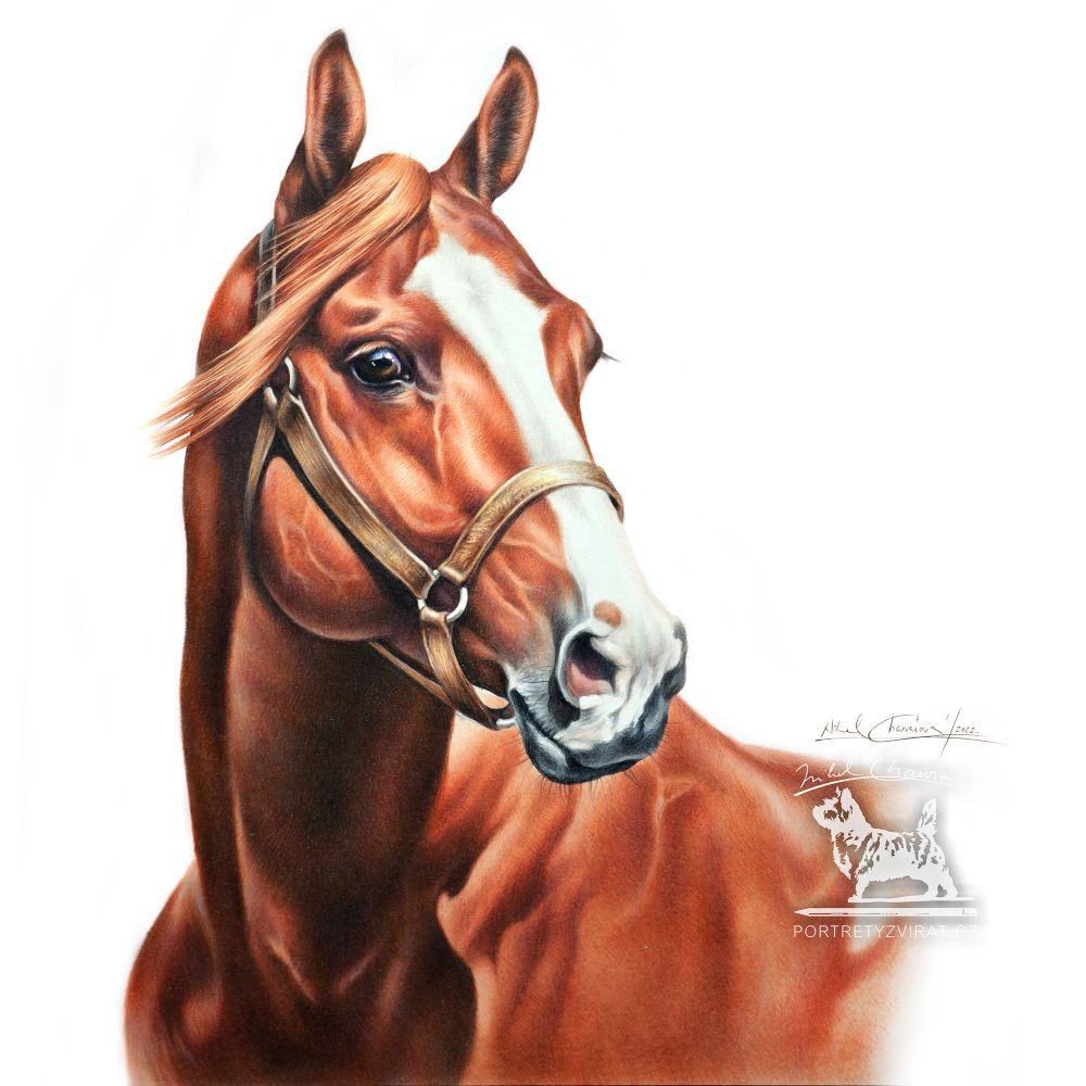 Videokurz - QUARTER HORSE