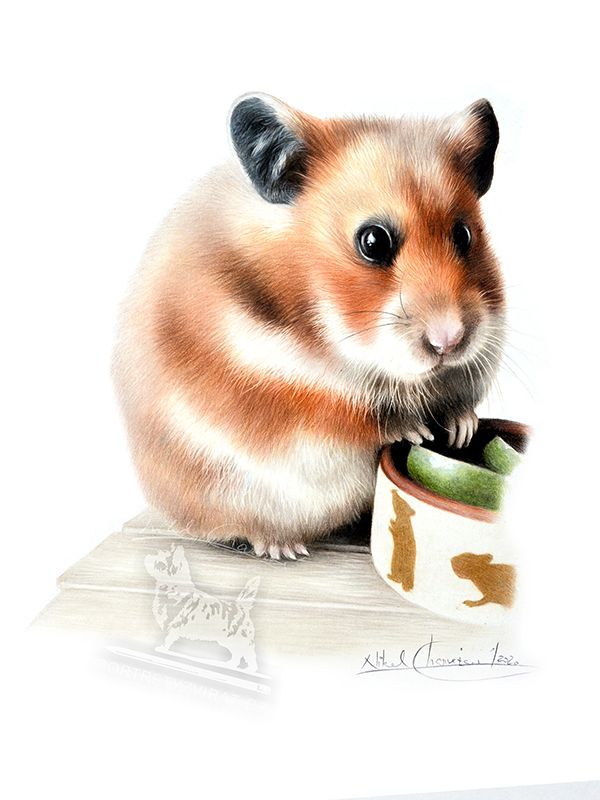 Videokurz - KŘEČEK