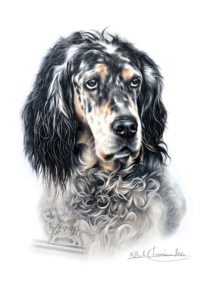 Videokurz - Anglický setr