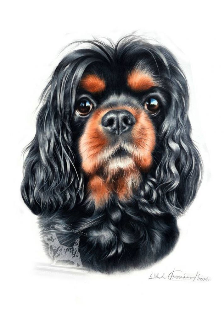 Videokurz - Kavalír King Charles Španěl