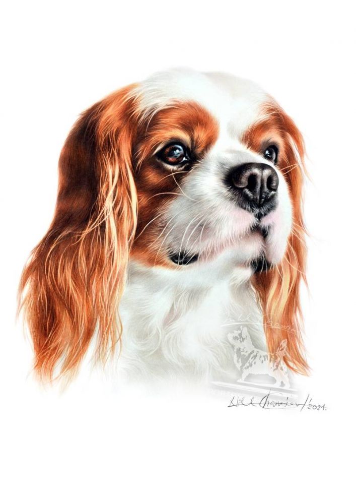 Výukový sešit č. 10 - Kavalír King Charles Španěl