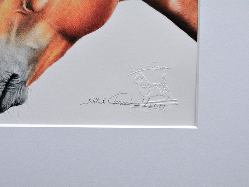 Border kolie - 20 x 30 cm s paspartou