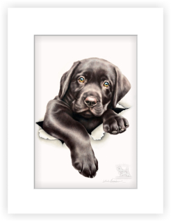 Štěně labradora - 20 x 30 cm s paspartou