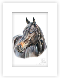 Kůň - 20 x 30 cm s paspartou