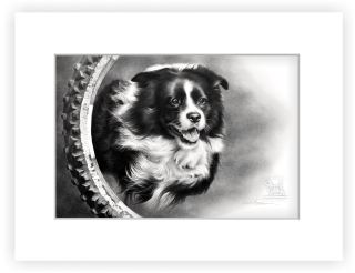Border kolie - 20 x 30 cm s paspartou