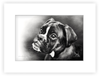 Německý boxer - 20 x 30 cm s paspartou